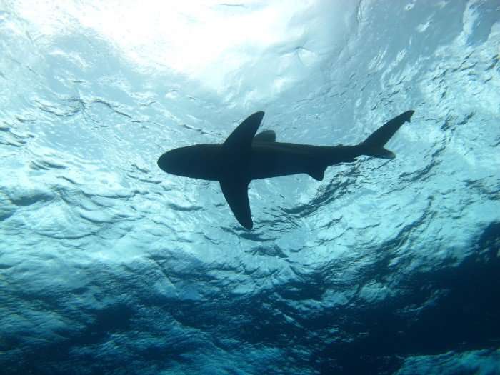 Shark biologist teams up with aerospace engineerto discover behaviors of oceanic whitetips