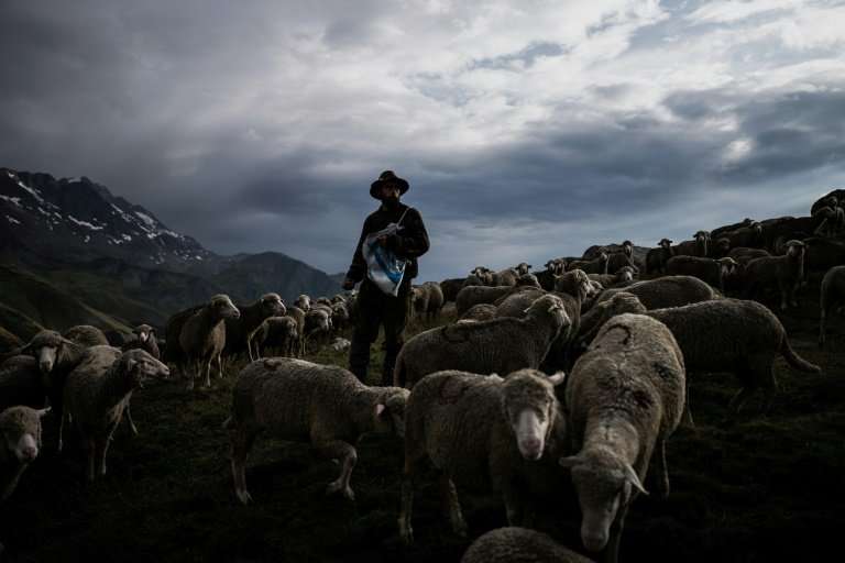 Shepherd Gaetan Meme has just finished his third season of transhumance in the French Alps, or the tradition of guiding livestoc