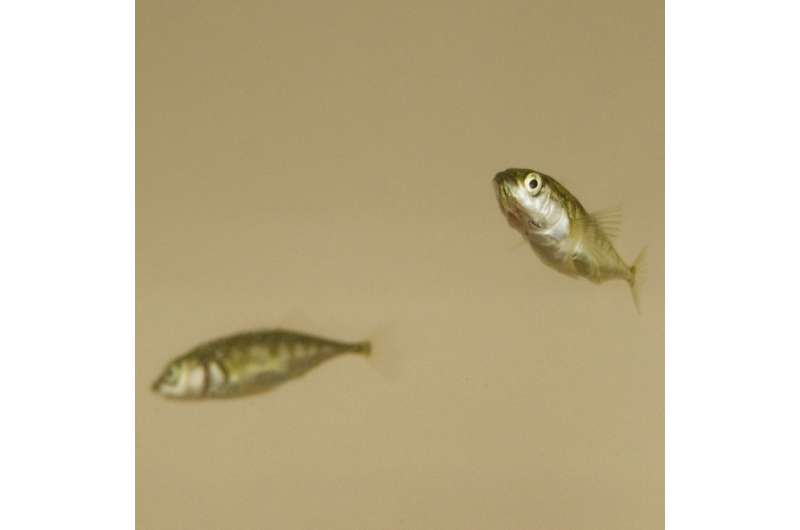 Shoals of sticklebacks differ in their collective personalities