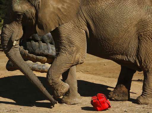 Should Johannesburg Zoo's last elephant stay or go?