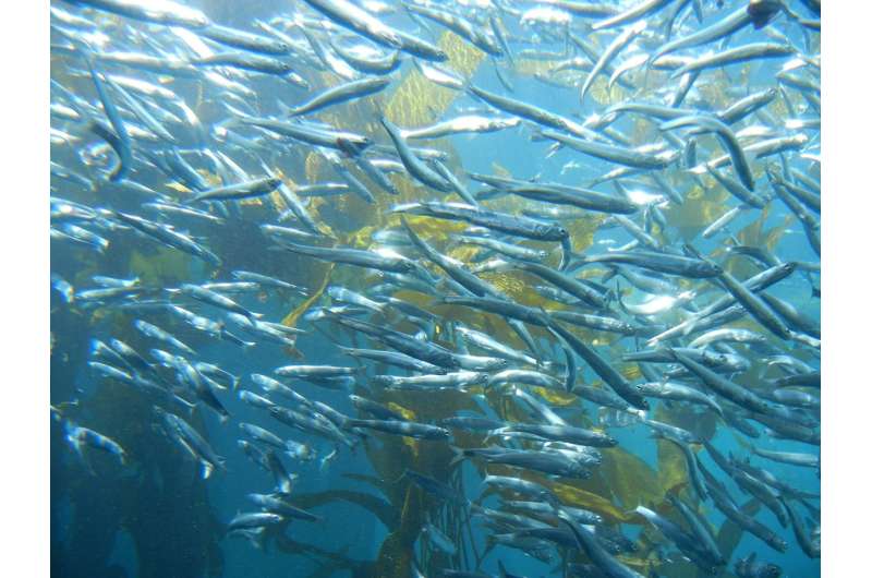 Simple rules can help fishery managers cope with ecological complexity