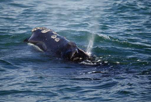 Simulator helps experts understand how whales get entangled