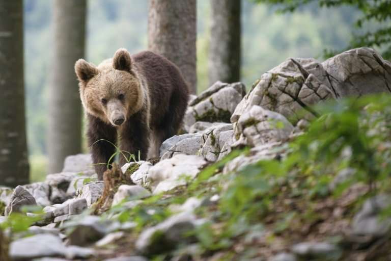 Slovenian bears are sought after abroad and eight were released in the French Pyrenees between 1996 and 2006