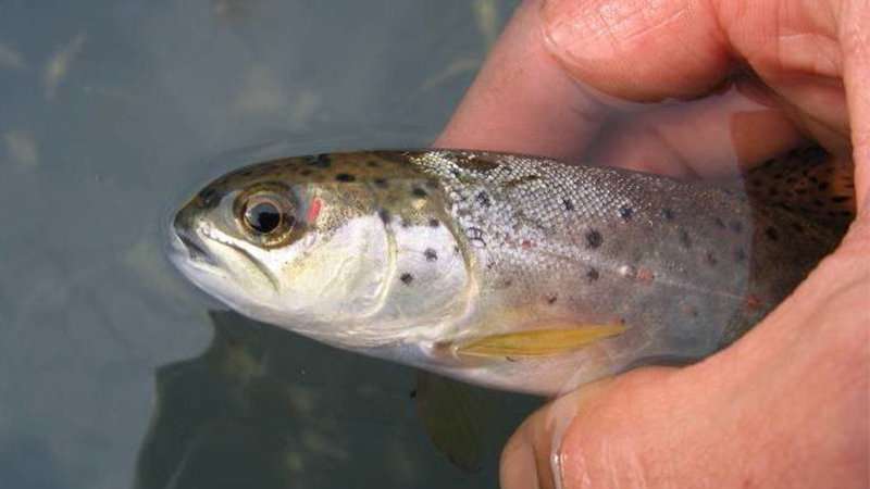 Smaller trout have growth spurts when they decide to go to sea
