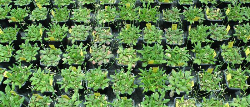 Small genetic differences turn plants into better teams