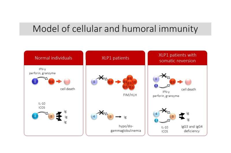Small populations of normal cells affect immunity in patients with XLP1