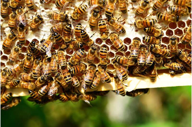 Smart beehives and heat treatments could protect bees from decline