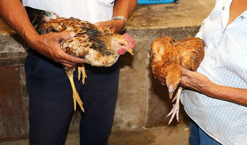 Smartphone to help farmers test for poultry infection