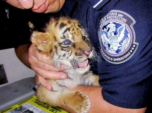 Smuggled tiger undergoes emergency surgery in California