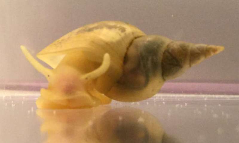 Snails become risk-takers when hungry