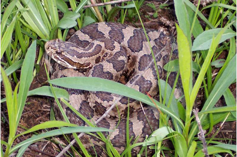 Snake fungal disease alters skin microbiome in eastern Massasaugas