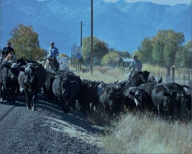 Socioecological network finds space for cattle, fish, and people in the big mountain west