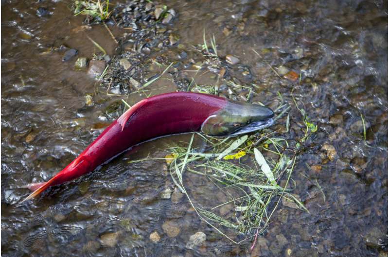 Sockeye carcasses tossed on shore over two decades spur tree growth