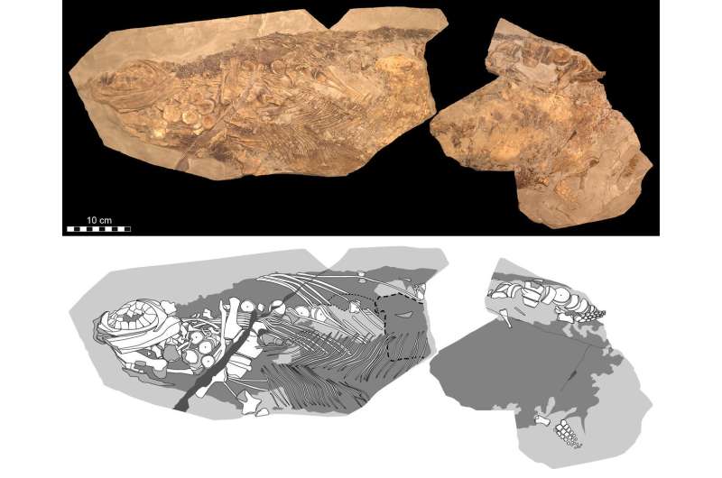 Soft tissue shows Jurassic ichthyosaur was warm-blooded, had blubber and camouflage