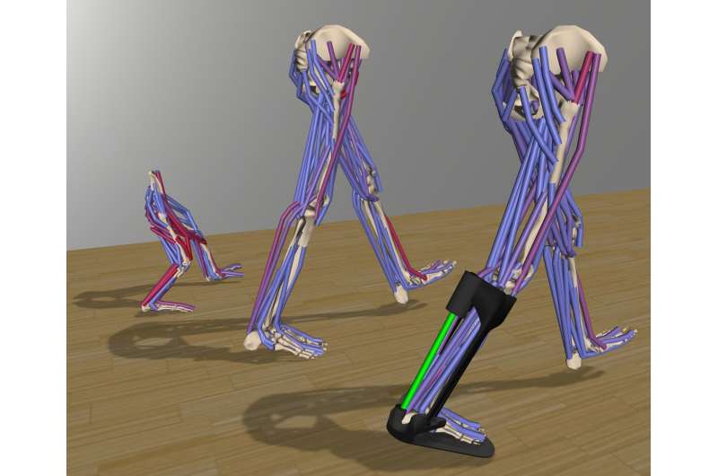 Software recreates complex movements for medical, rehabilitation, and basic research