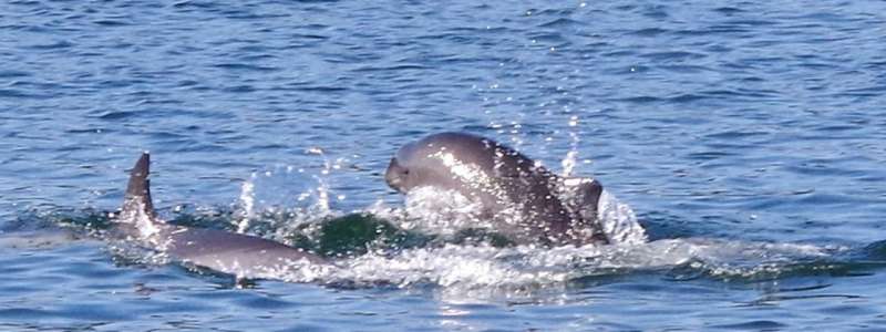 Solitary dolphin socializes with harbour porpoise companions in the Clyde