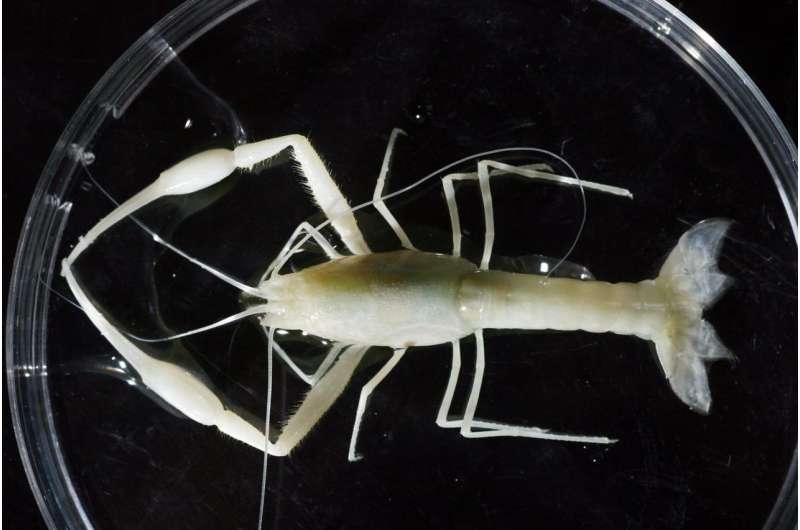 Solving the cave shrimp mystery: Geology and evolution in action