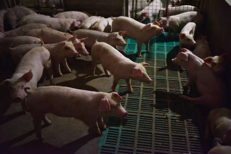 Some 600,000 pigs have been culled since African swine fever was first detected in August in the world's biggest consumer and pr