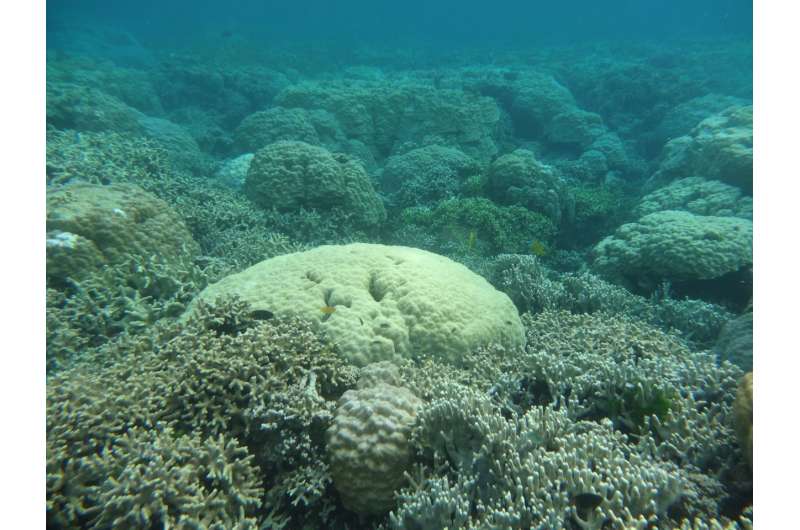 Some Coral Reefs Keep Up with Sea-Level Rise, Research Finds