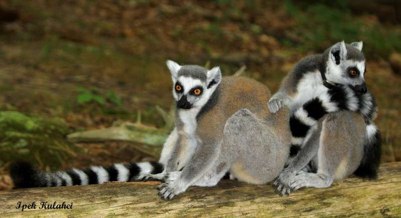 Some lemurs are loners, others crave connection