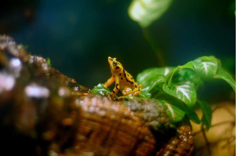 Some tropical frogs may be developing resistance to a deadly fungal disease – but now salamanders are at risk