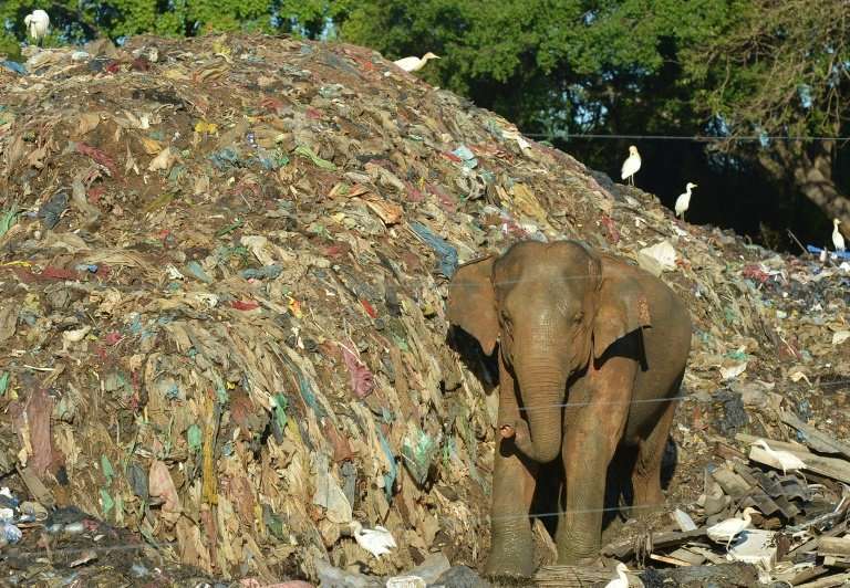 Some wild elephants have become accustomed to scavanging in rubbish dumps instead of foraging in the jungle