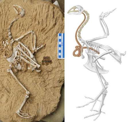 Song from the distant past, a new fossil pheasant from China preserves a super-elongated windpipe