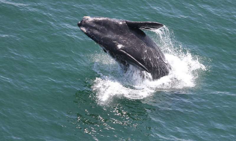 Southern right whale superpod blows a hole in the record books