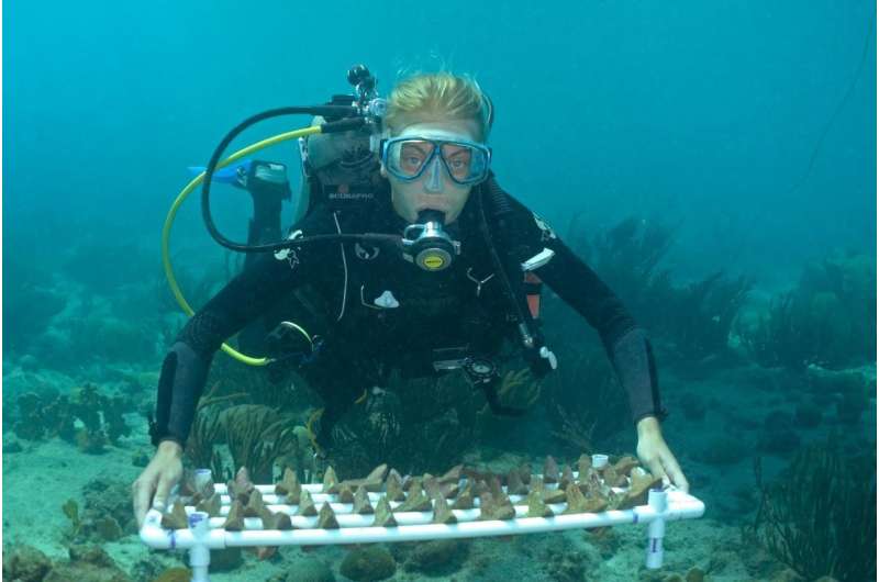 Sowing corals: A new approach paves the way for large-scale coral reef restoration