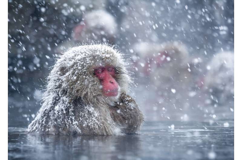 Spa therapy helps Japan's snow monkeys cope with the cold