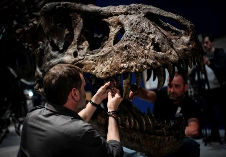 Specialists carefully assembled the bones of the skeleton of a Tyrannosaurus rex dinosaur