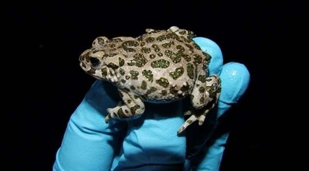 Species and environment affect which frogs are infected by parasitic fungus