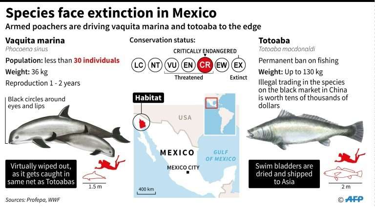 Species of the sea face extinction in Mexico