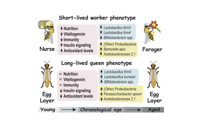 Species shifts in the honey bee microbiome differ with age and hive role