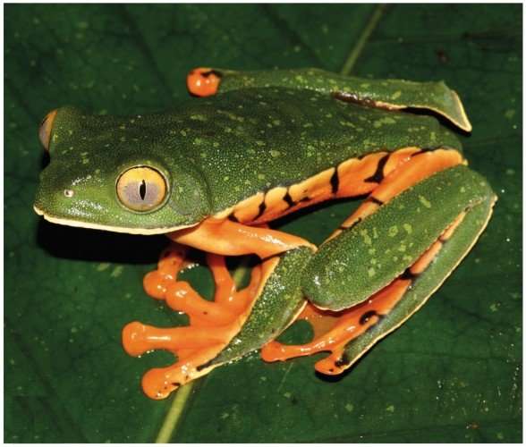Spectacular frog identified as new species