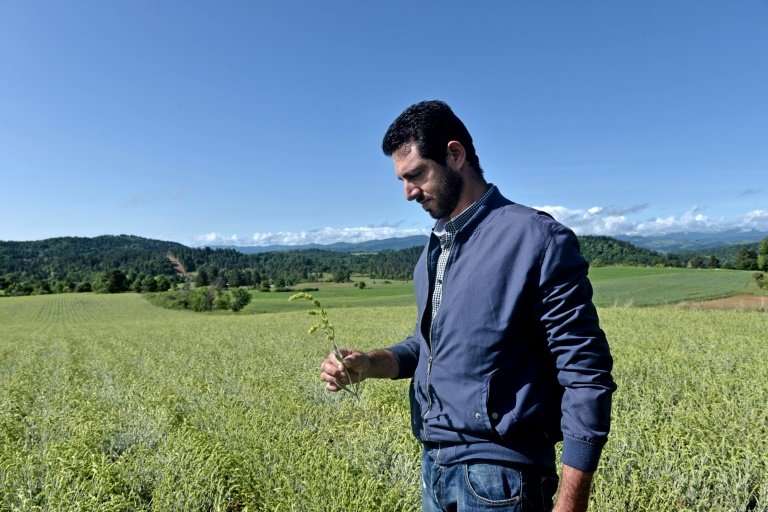 Spyros Babakos, a 31-year-old organic tea farmer, checks his crop near the Greek-Albanian border
