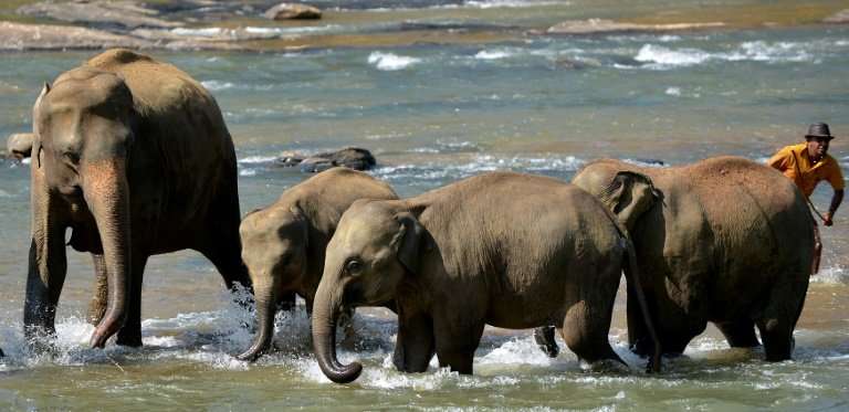 Sri Lanka's elephants are seen as a national treasure