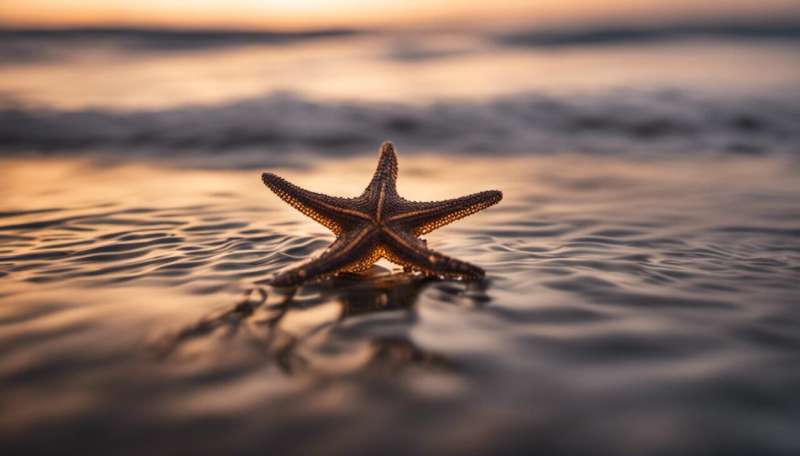 Starfish can see in the dark (among other amazing abilities)