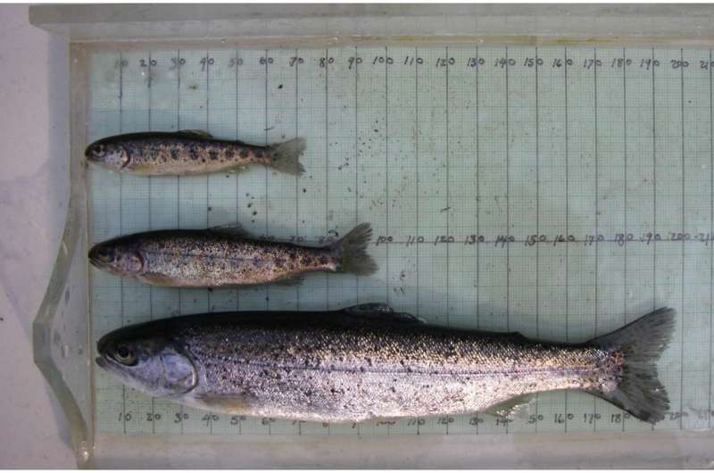 Steelhead life cycle linked to environment, pink salmon abundance