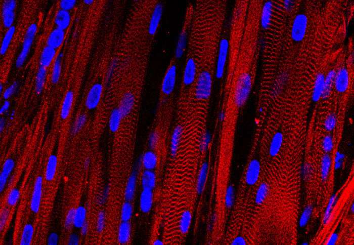 Stem cells control their own fate, making lab-grown tissues less effective