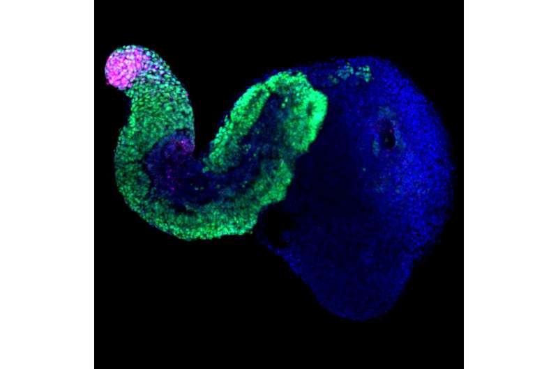 Stem cells organize themselves into pseudo-embryos