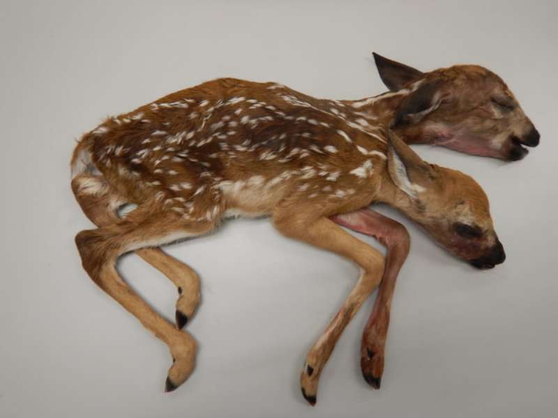 Stillborn fawns first known conjoined deer to be fully delivered