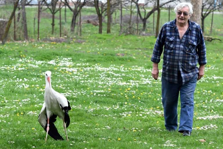 Stjepan Vokic looks after Malena the stork when her male mate Klepetan is migrating
