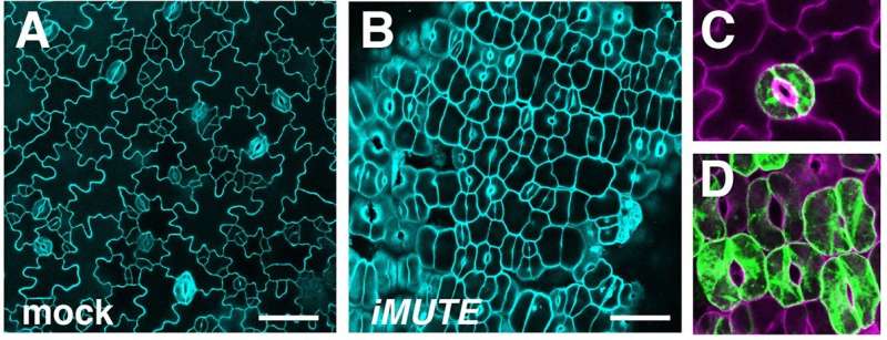 Stomata -- the plant pores that give us life -- arise thanks to a gene called MUTE