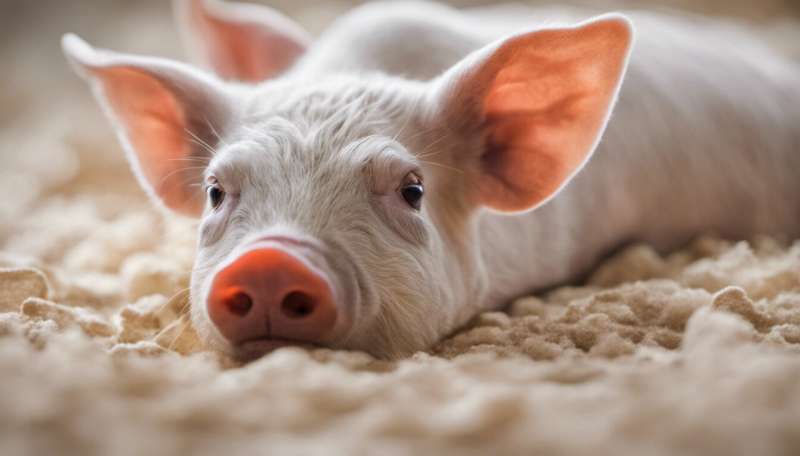 Stress is bad for your body, but how? Studying piglets may shed light