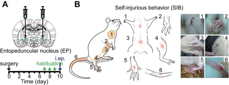 Stress regulates self-harm in rats