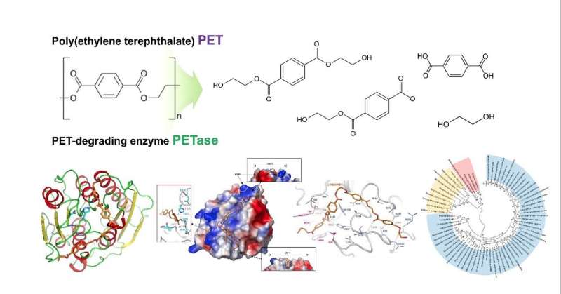 Structural insight into the molecular mechanism of PET degradation