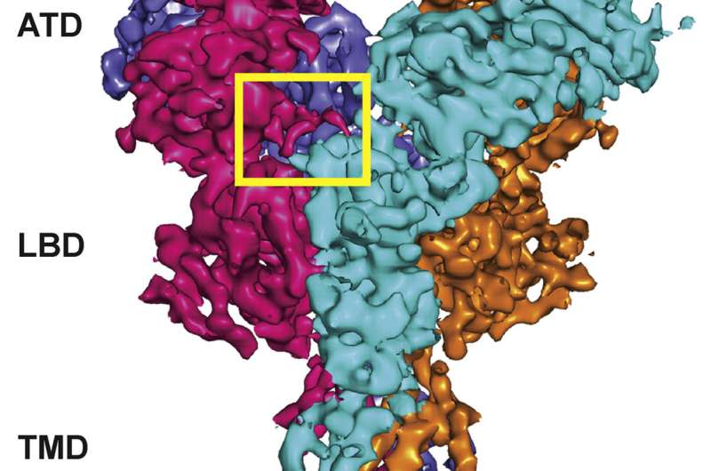 Structural variation in key brain receptor enables it to cope with hostile condition