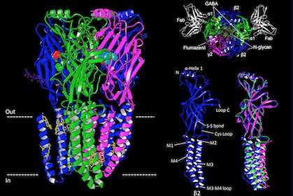 Structure of major brain receptor that is treatment target for epilepsy, anxiety solved