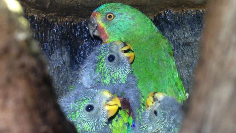 Study counts the high cost of infidelity for swift parrots